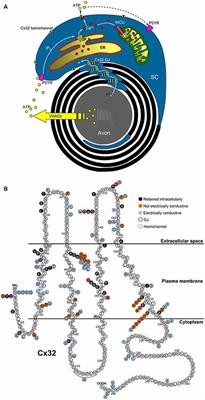 What’s the Function of Connexin 32 in the Peripheral Nervous System?